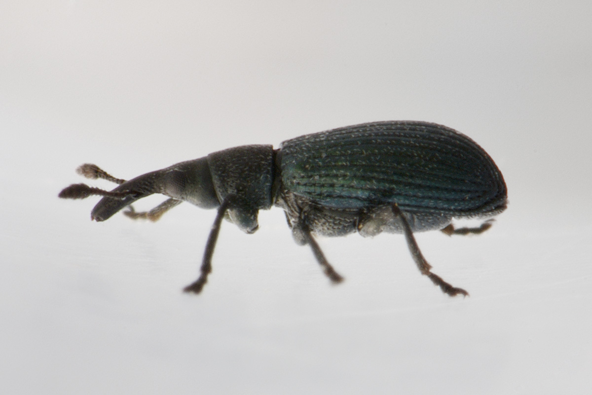 Apionidae: Perapion sp? Perapion cfr. violaceum